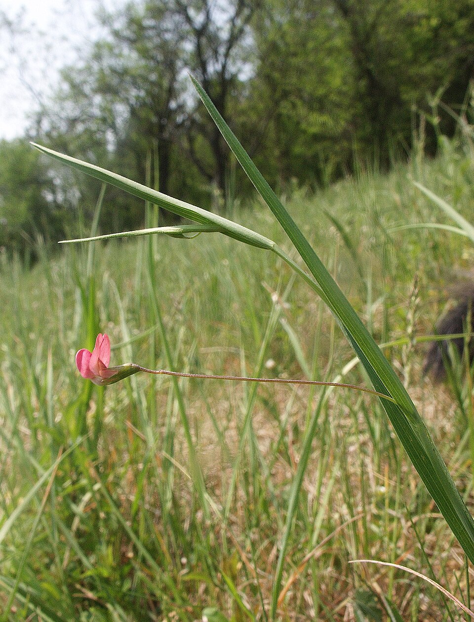 Lathyrus nissolia (Grass Vetchling)