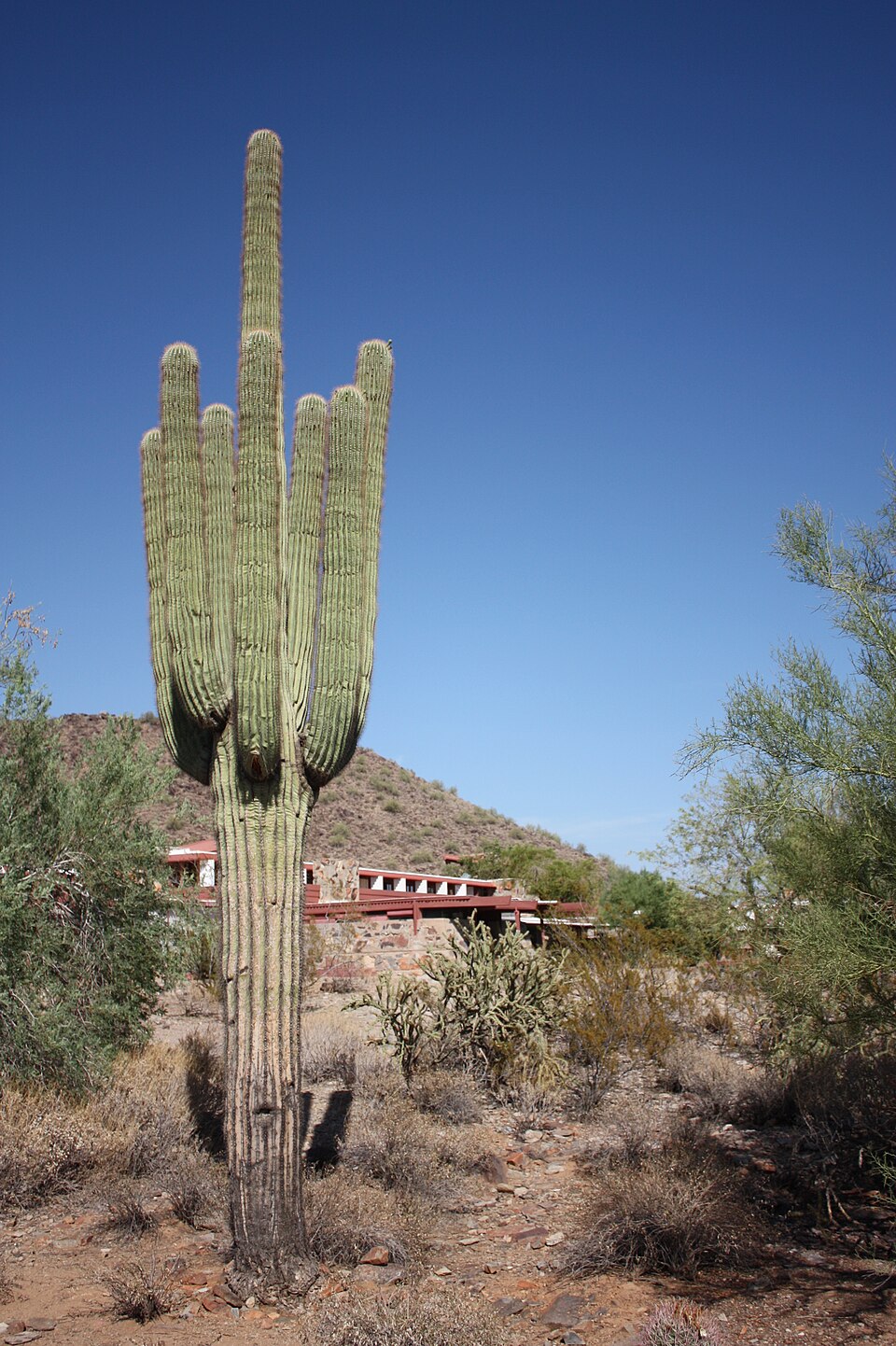 Carnegiea gigantea (saguaro)