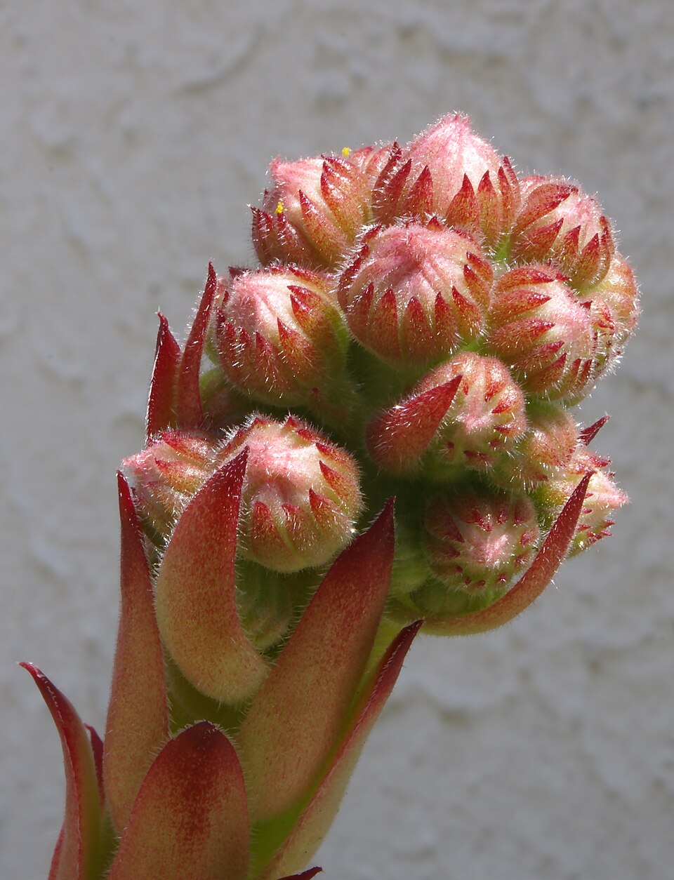 Sempervivum tectorum (Hens and Chicks) (alternate view 15)