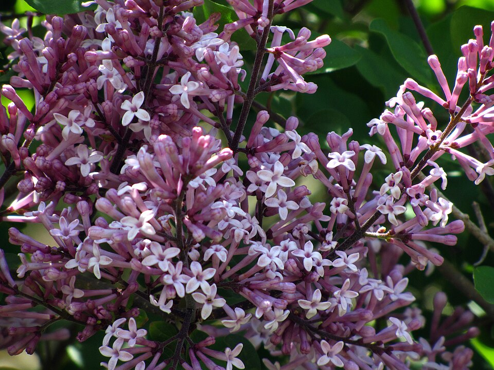 Syringa meyeri 'Palibin' (Dwarf Korean Lilac)