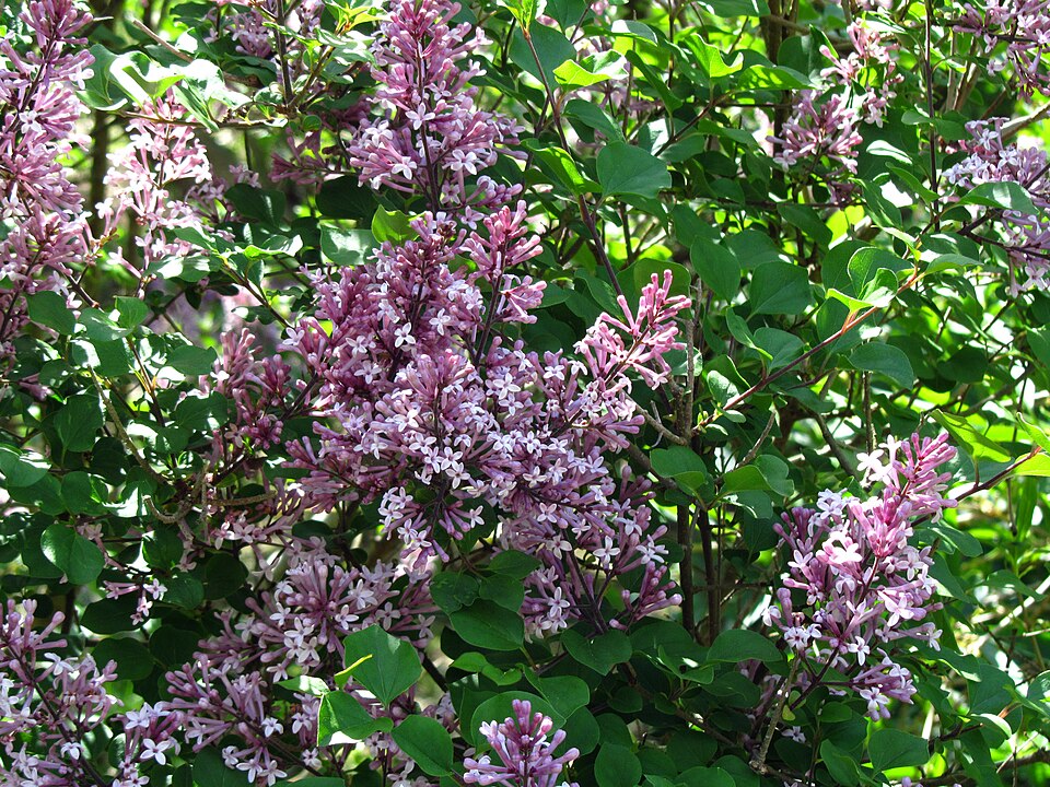 Syringa meyeri 'Palibin' (Dwarf Korean Lilac) (alternate view 2)