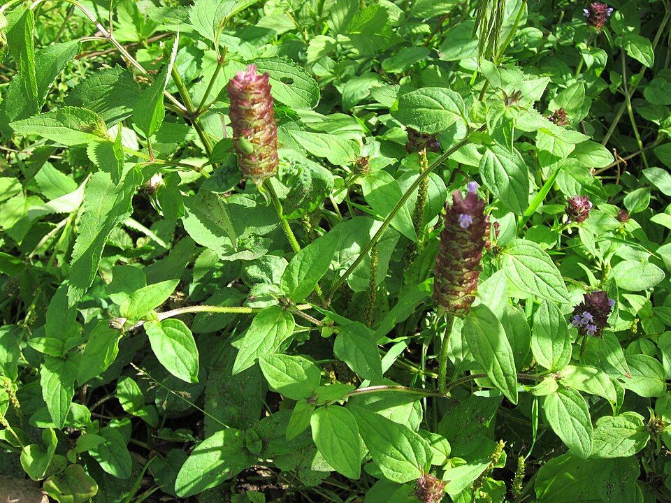Prunella vulgaris (self heal)
