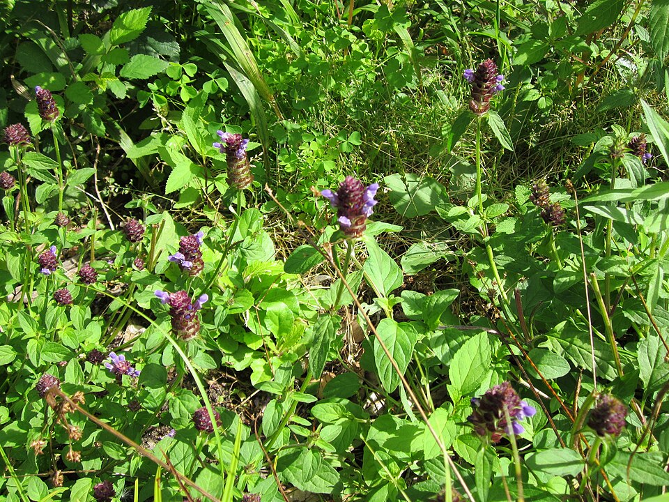 Prunella vulgaris (self heal)