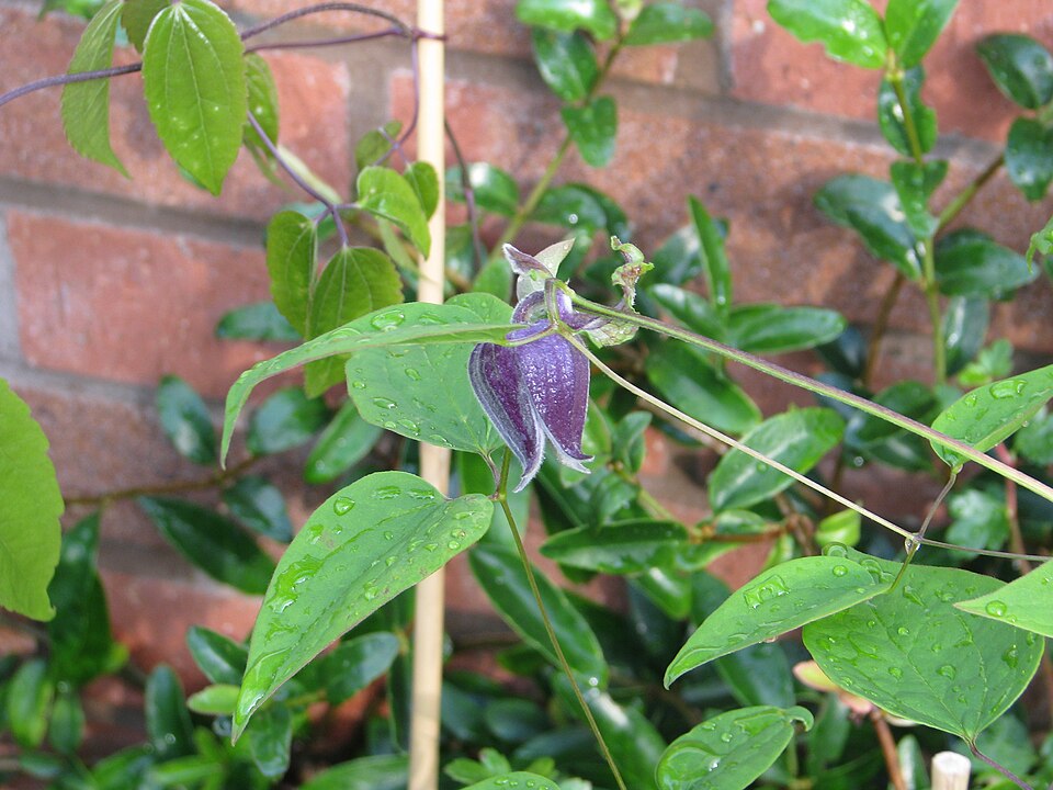 Clematis pitcheri (Pitcher's leatherflower)