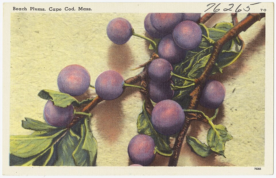 Prunus maritima (Beach Plum) (alternate view 3)