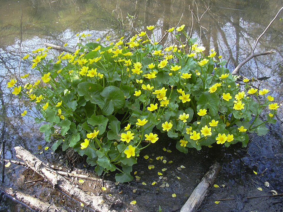 Caltha palustris (marsh marigold)