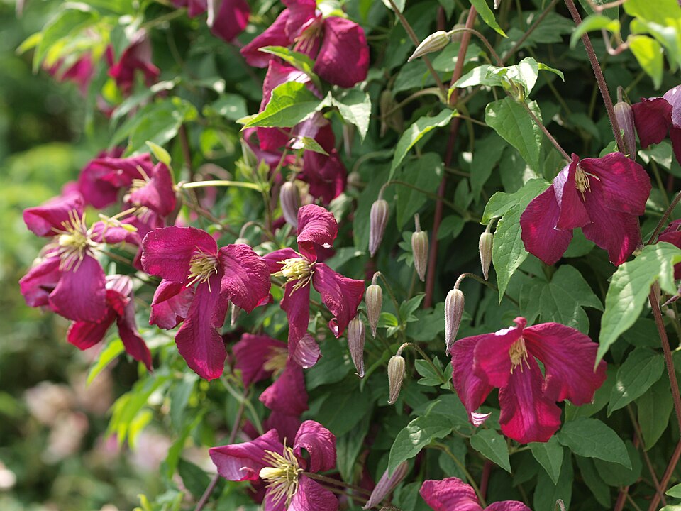 Clematis × 'Niobe' (Niobe Clematis) (alternate view 4)