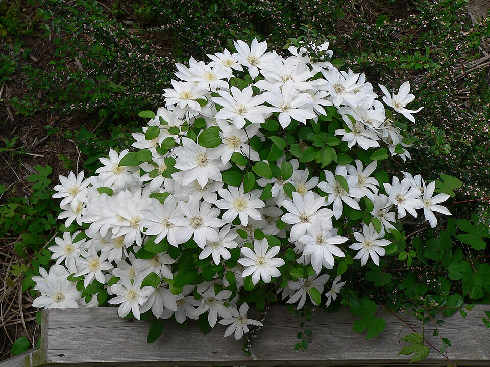 Clematis × 'Henryi' (Henryi Clematis) (alternate view 5)