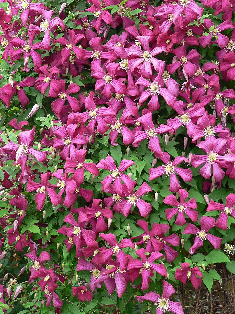 Clematis × 'Niobe' (Niobe Clematis) (alternate view 5)