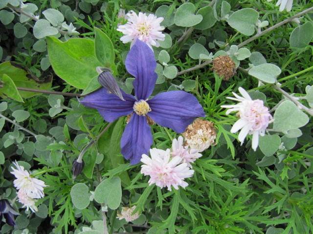 Clematis durandii (Durand's Clematis) (alternate view 2)