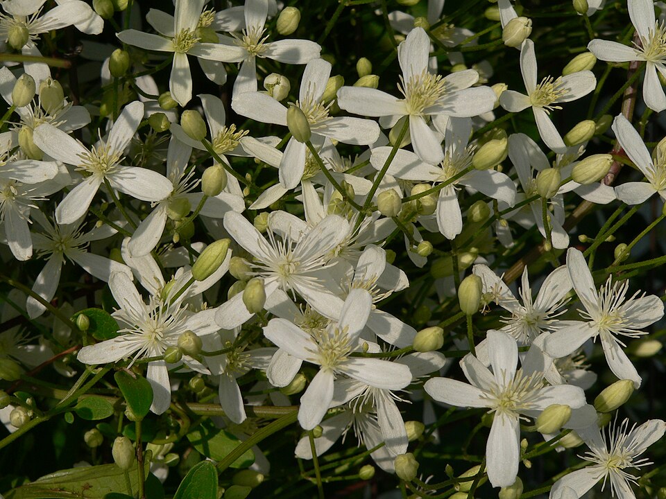 Clematis terniflora (Sweet Autumn Clematis) (alternate view 6)