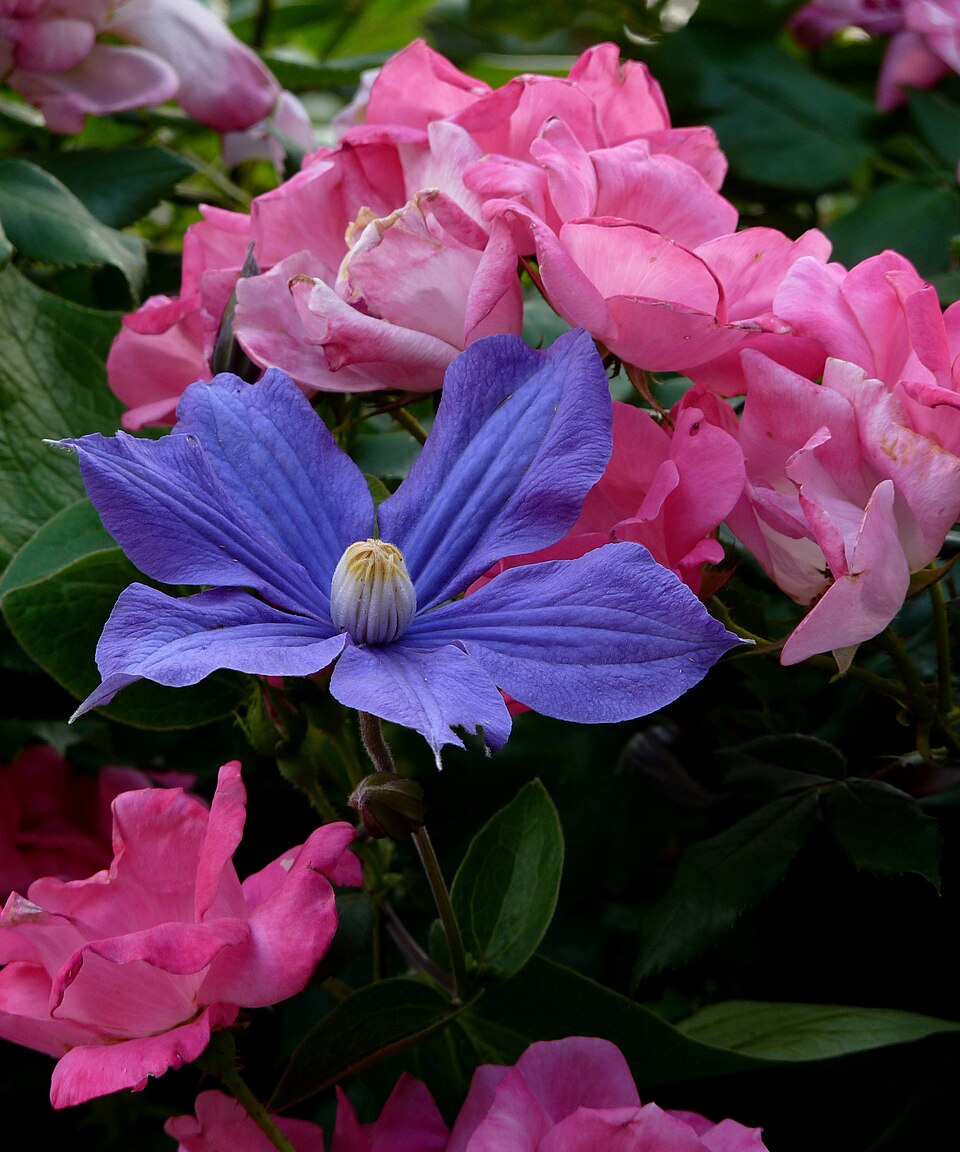 Clematis durandii (Durand's Clematis) (alternate view 3)
