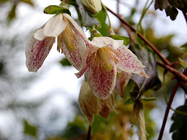 Clematis cirrhosa (early clematis) (alternate view 9)
