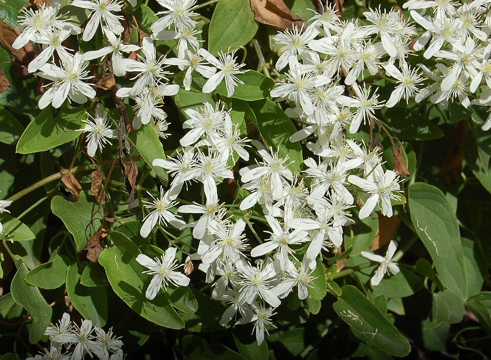 Clematis terniflora (Sweet Autumn Clematis) (alternate view 7)