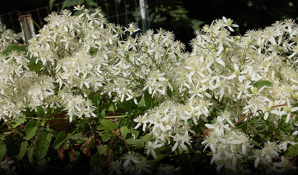 Clematis terniflora (Sweet Autumn Clematis) (alternate view 8)