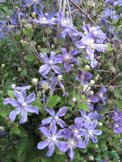 Clematis × 'Arabella' (Arabella Clematis)
