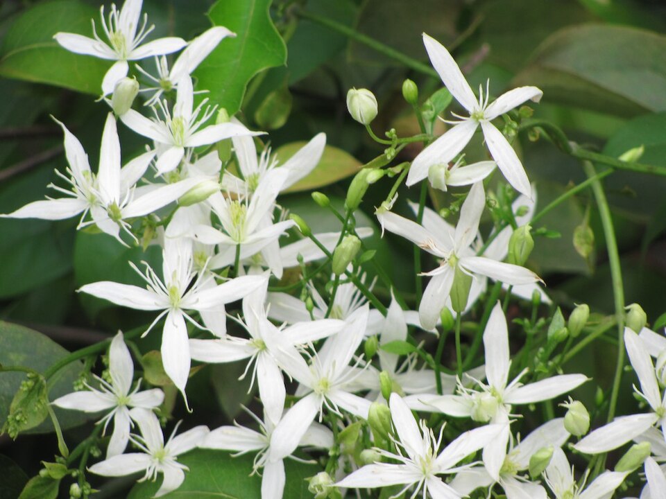 Clematis virginiana (virgin's-bower)