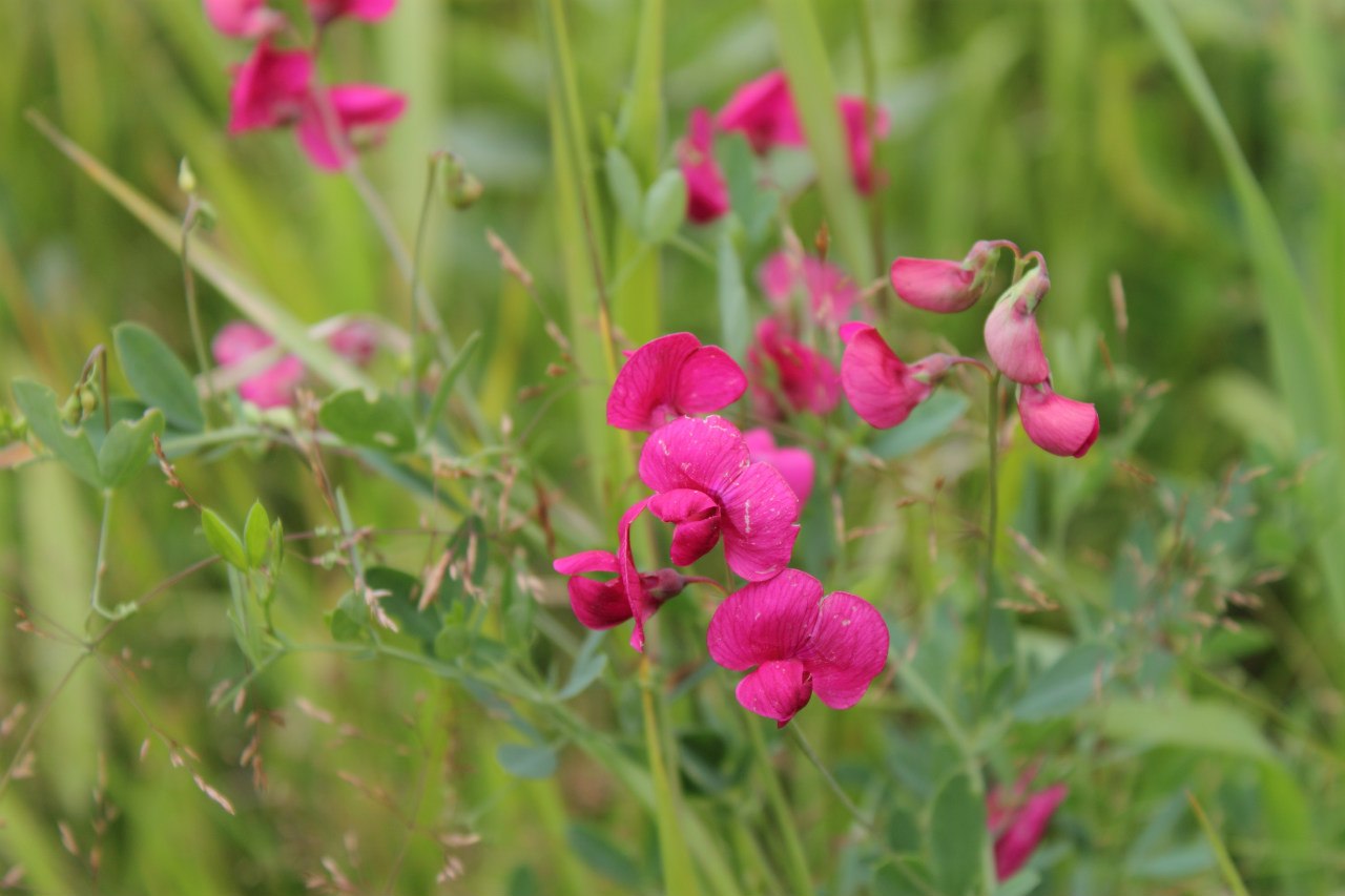 Lathyrus odoratus, Sweet pea — climbing (Fabaceae) (image 3 of 9)