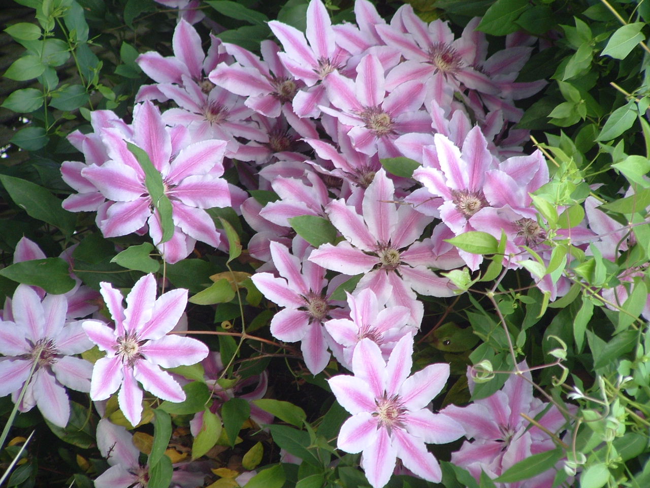 Clematis 'Nelly Moser', Clematis 'Nelly Moser' — climbing deciduous (Ranunculaceae) (image 6 of 10)