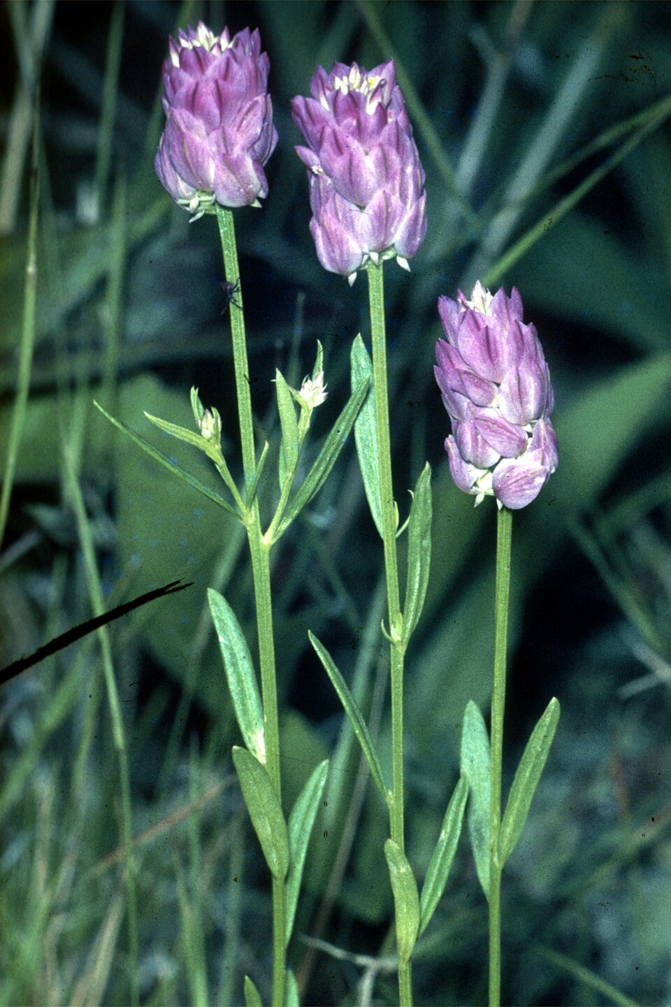 Senega sanguinea (field milkwort) (alternate view 4)