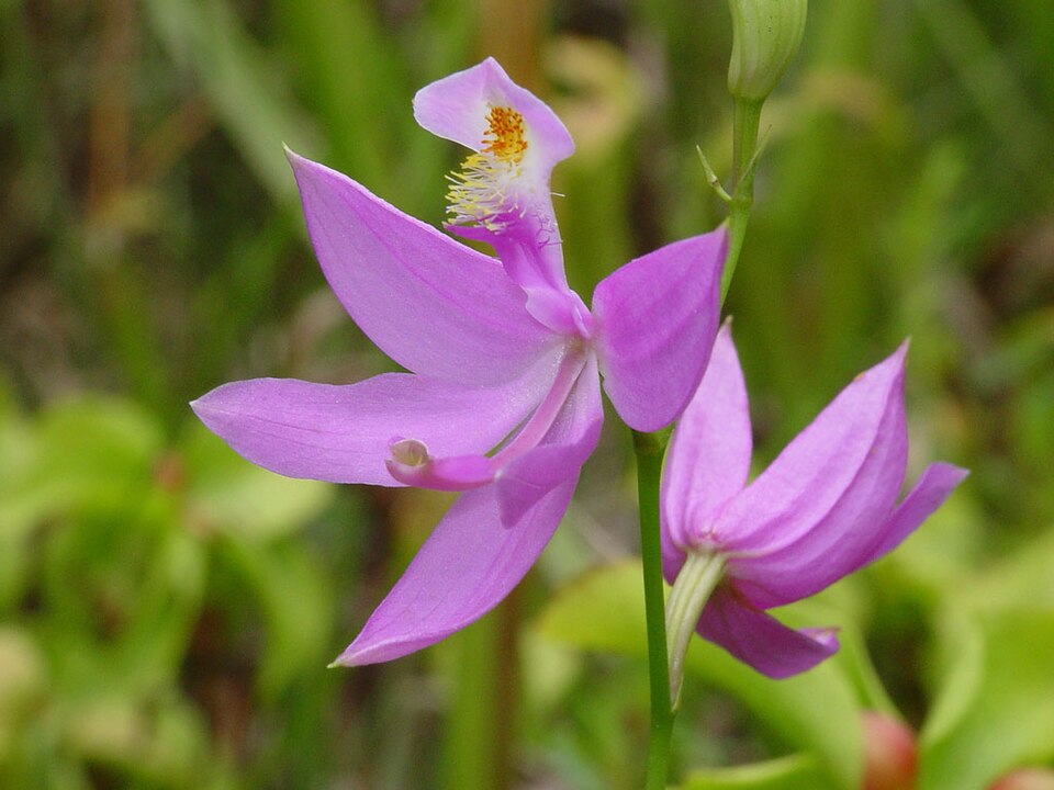 Calopogon tuberosus (Tuberous Grasspink) (alternate view 6)