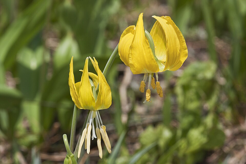 Erythronium grandiflorum (Glacier Lily) (alternate view 8)
