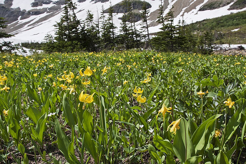 Erythronium grandiflorum (Glacier Lily) (alternate view 9)