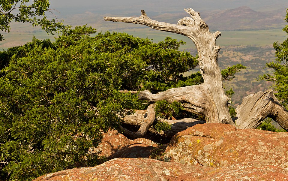 Juniperus ashei (Ashe juniper) (alternate view 4)