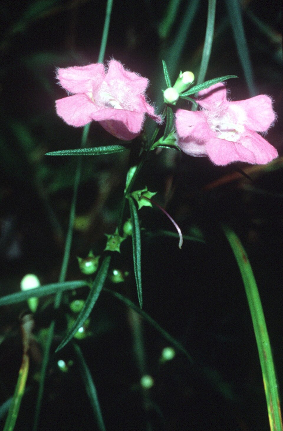 Agalinis purpurea (purple false foxglove) (alternate view 7)