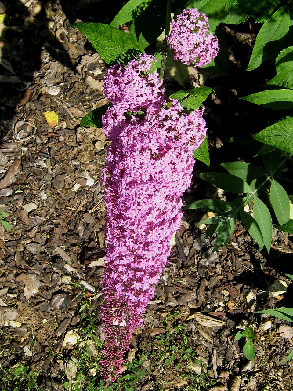 Buddleja davidii 'Pink Delight' (Pink Delight Butterfly Bush)