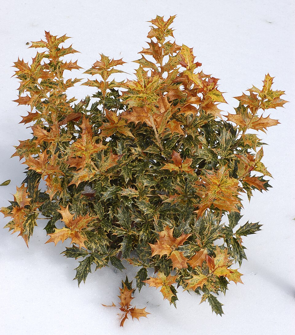Osmanthus heterophyllus 'Goshiki' (Goshiki holly-leaf osmanthus)