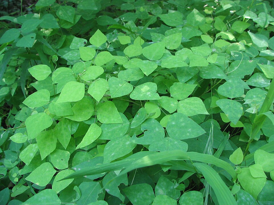 Amphicarpaea bracteata (American hog-peanut)