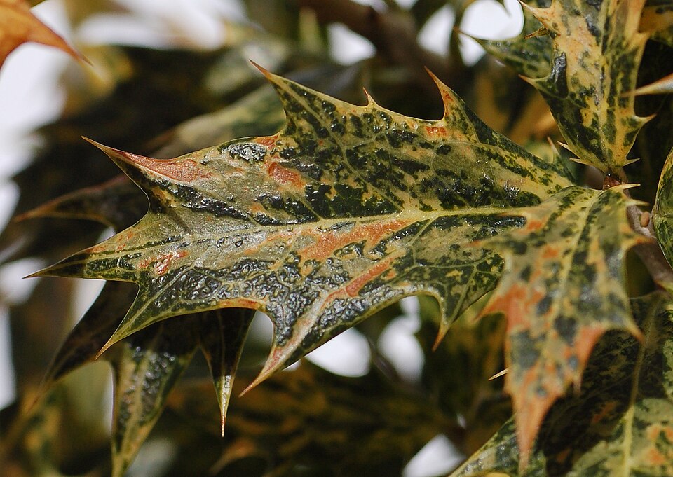 Osmanthus heterophyllus 'Goshiki' (Goshiki holly-leaf osmanthus) (alternate view 2)