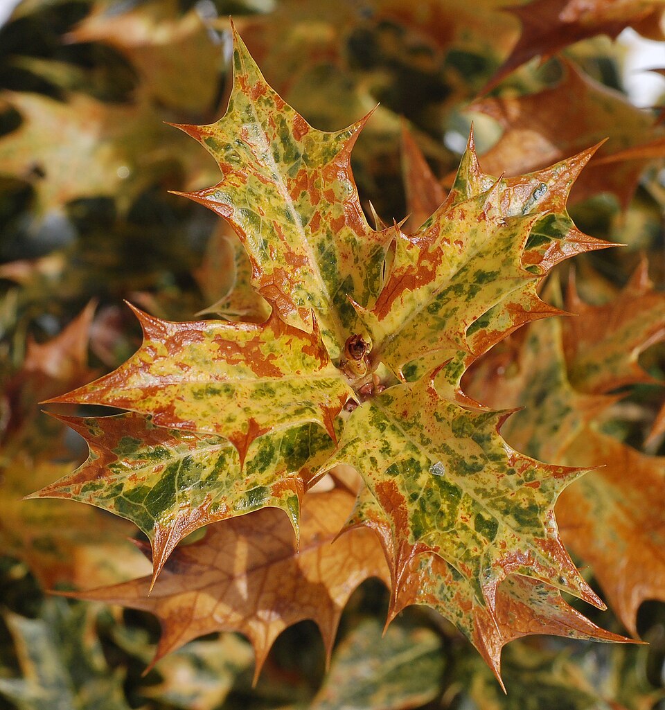 Osmanthus heterophyllus 'Goshiki' (Goshiki holly-leaf osmanthus) (alternate view 3)