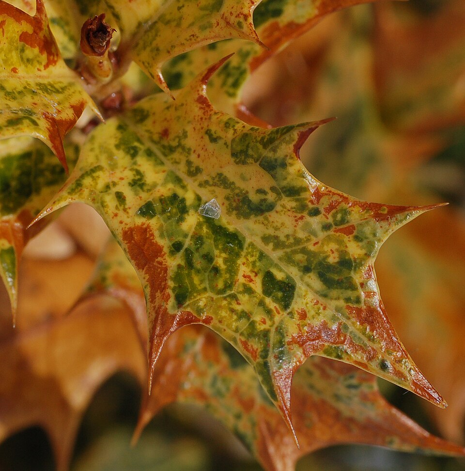 Osmanthus heterophyllus 'Goshiki' (Goshiki holly-leaf osmanthus) (alternate view 4)