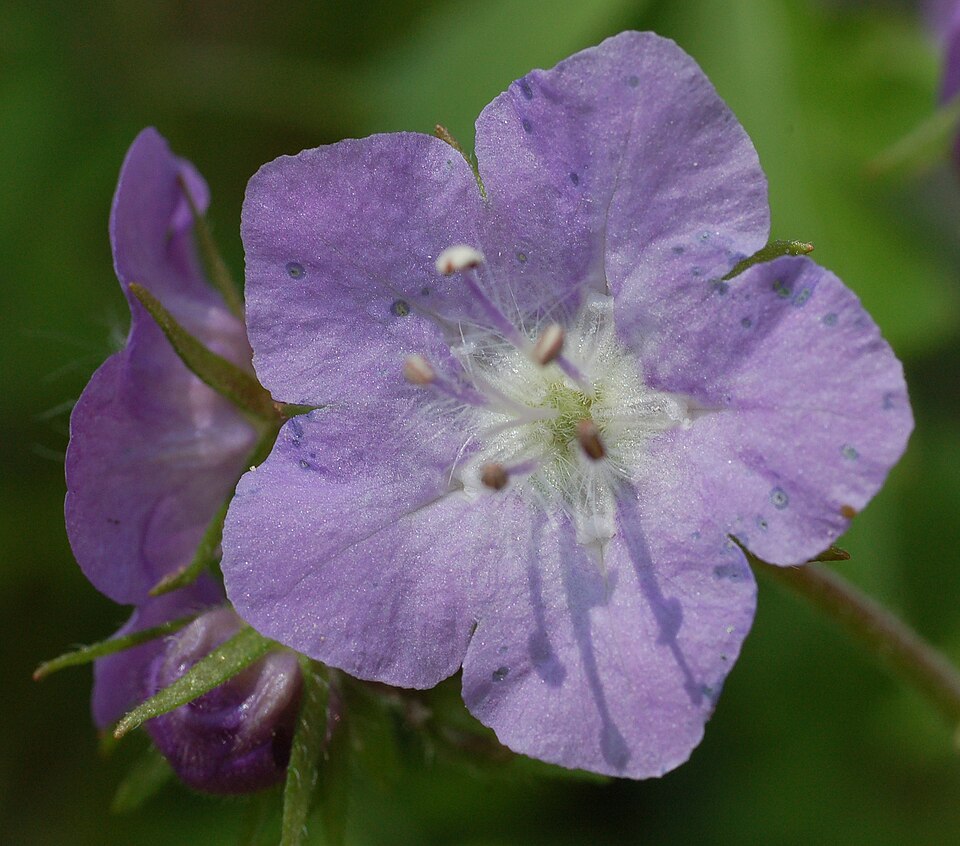 Phacelia bipinnatifida (Purple Phacelia) (alternate view 6)