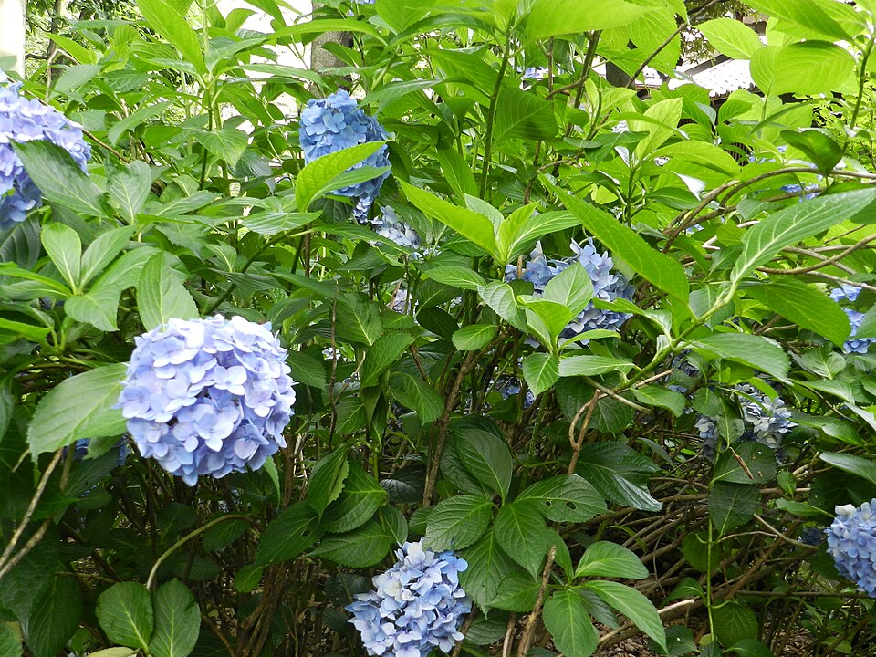 Hydrangea macrophylla 'Nikko Blue' (Nikko Blue Hydrangea) (alternate view 2)
