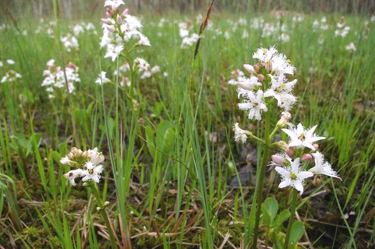 Menyanthes trifoliata (Bogbean)