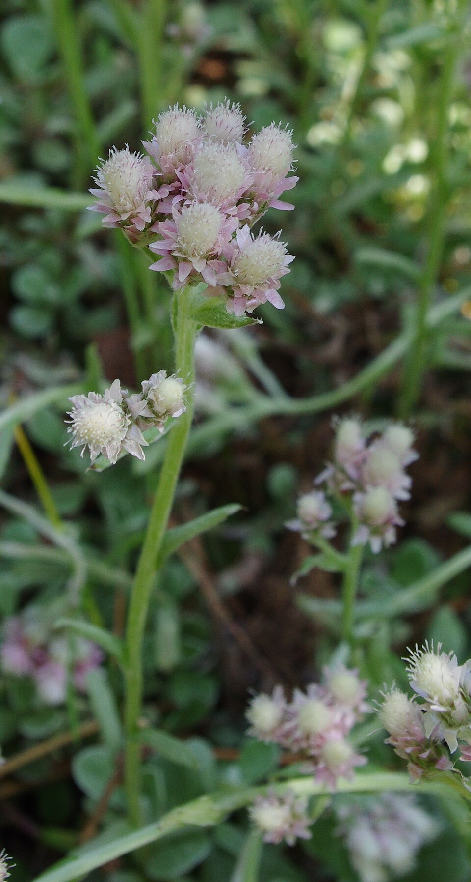 Antennaria neglecta (Field Pussytoes) (alternate view 6)