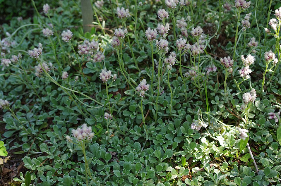 Antennaria neglecta (Field Pussytoes) (alternate view 7)