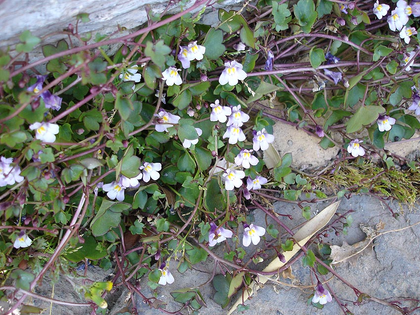 Cymbalaria muralis (Ivy-leaved toadflax)