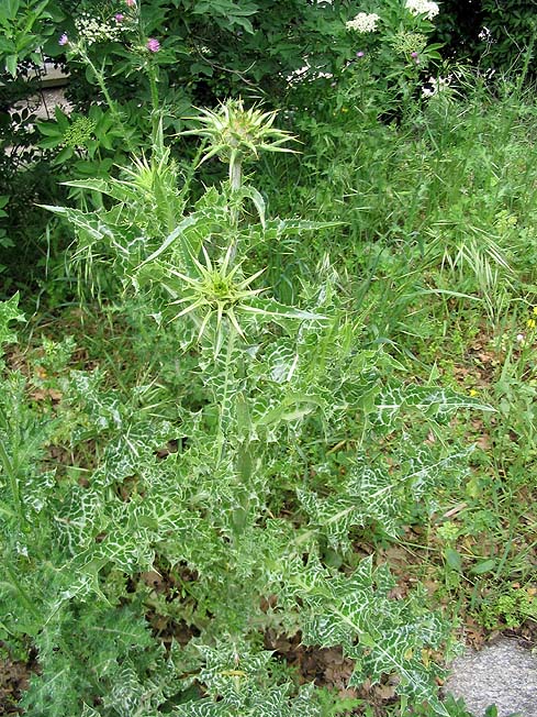 Silybum marianum (milk thistle) (alternate view 10)