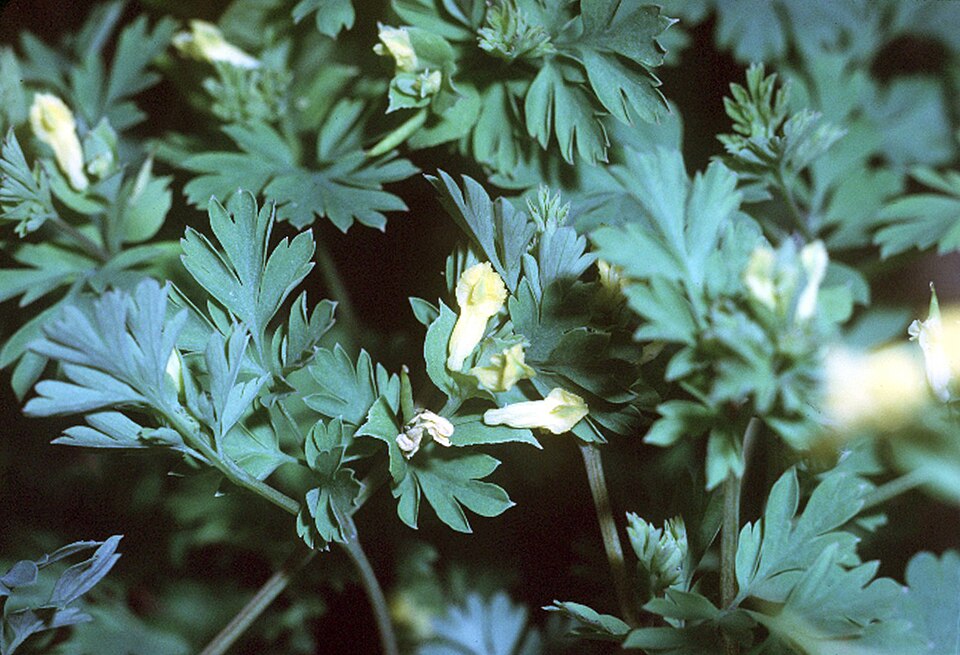 Corydalis flavula (Yellow Corydalis) (alternate view 7)
