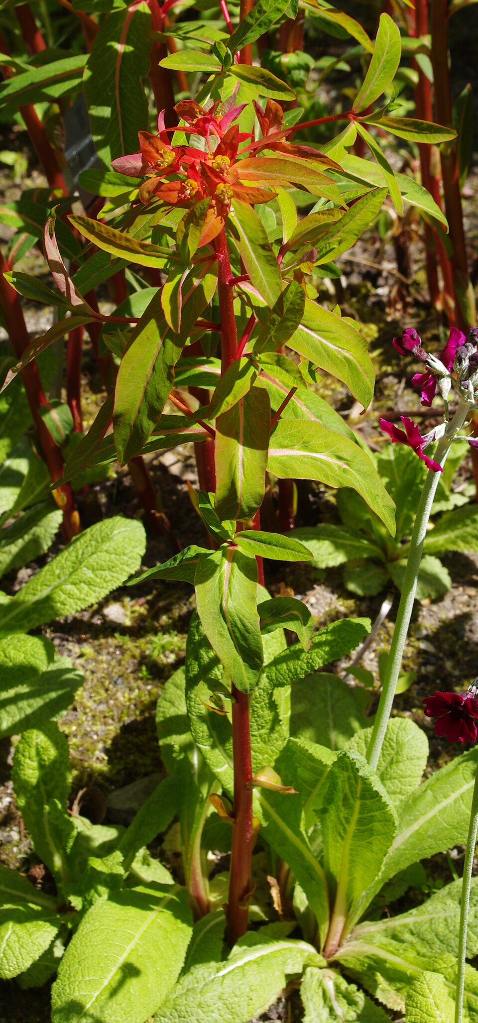 Euphorbia griffithii (orange spurge) (alternate view 10)