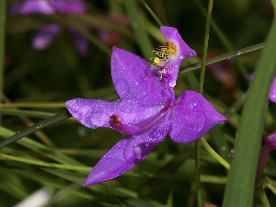 Calopogon tuberosus (Tuberous Grasspink) (alternate view 7)