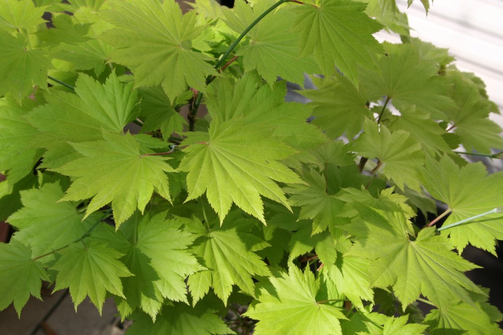 Acer shirasawanum, Shirasawa maple — upright deciduous (Sapindaceae) (image 1 of 10)