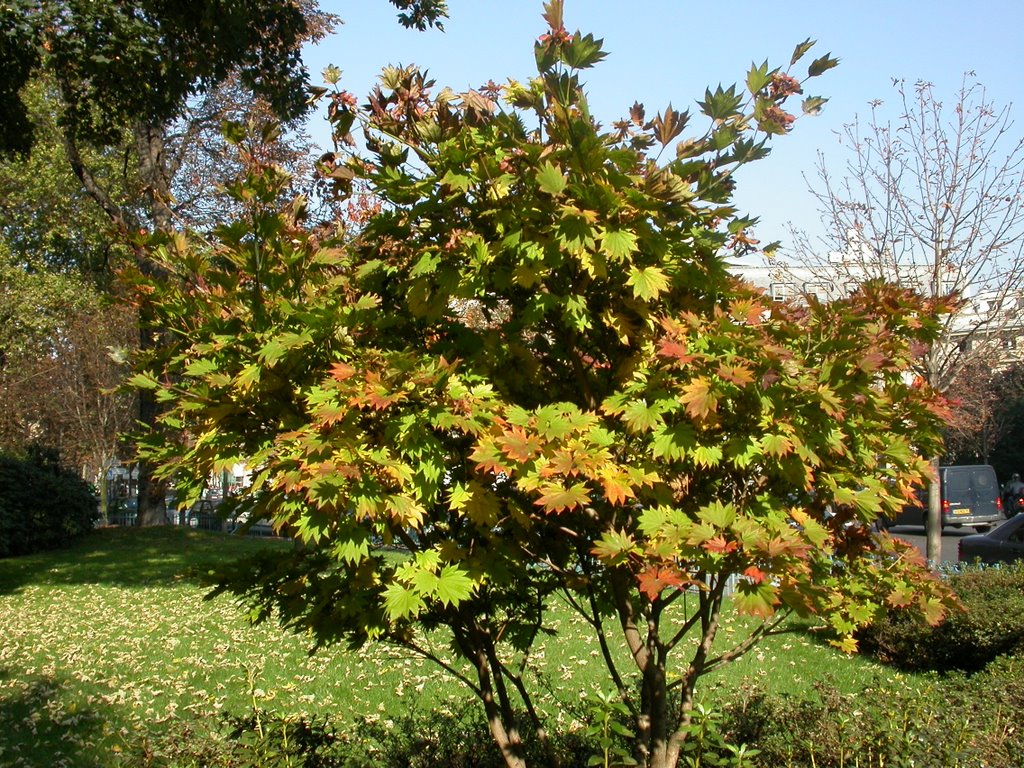 Acer shirasawanum, Shirasawa maple — upright deciduous (Sapindaceae) (image 2 of 10)