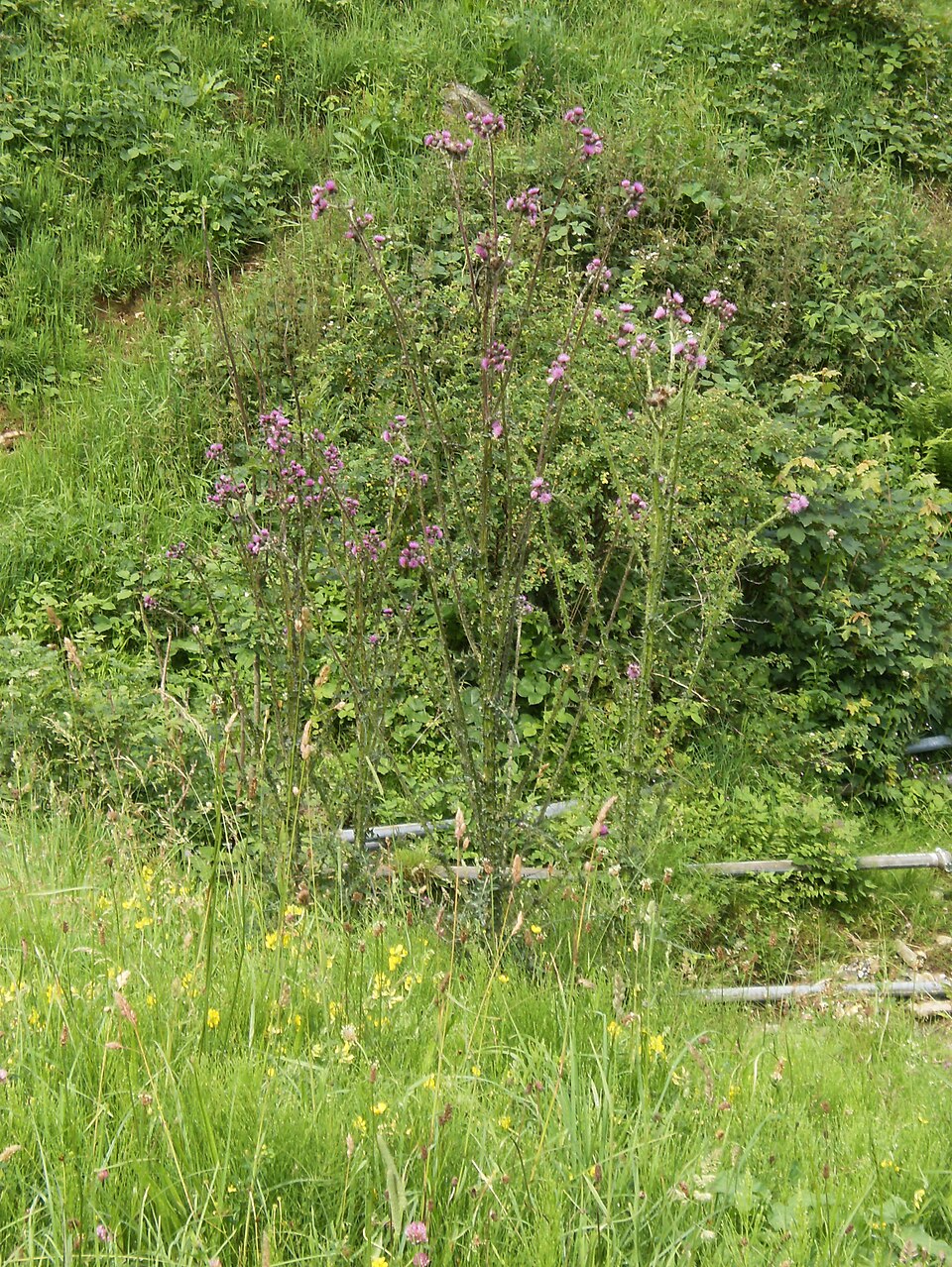 Cirsium palustre (Marsh Thistle)