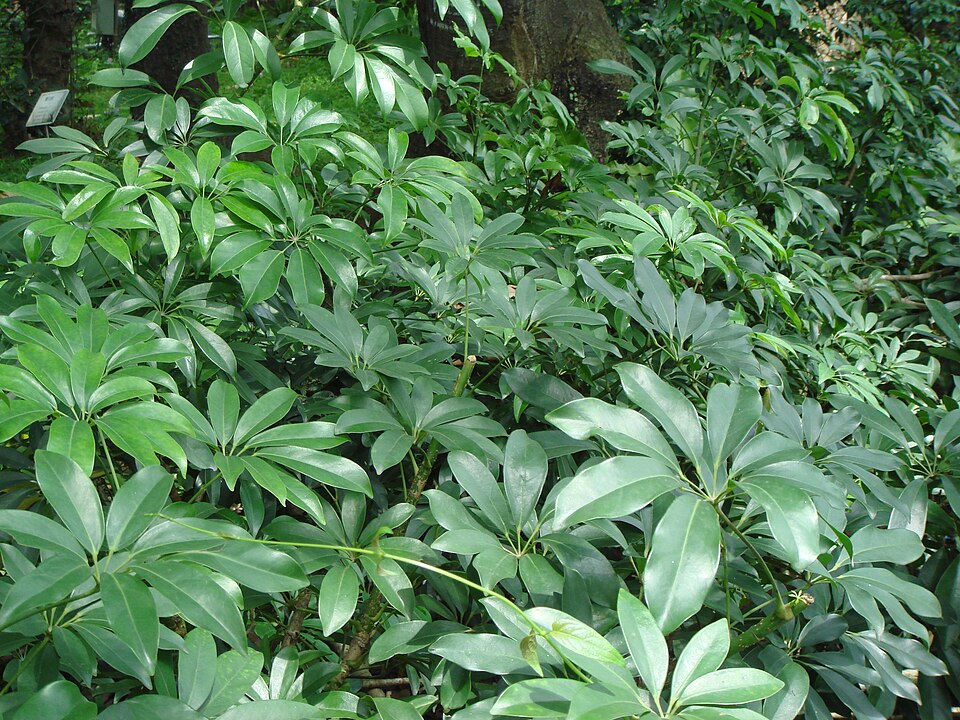 Schefflera arboricola (Dwarf Umbrella Tree) (alternate view 2)