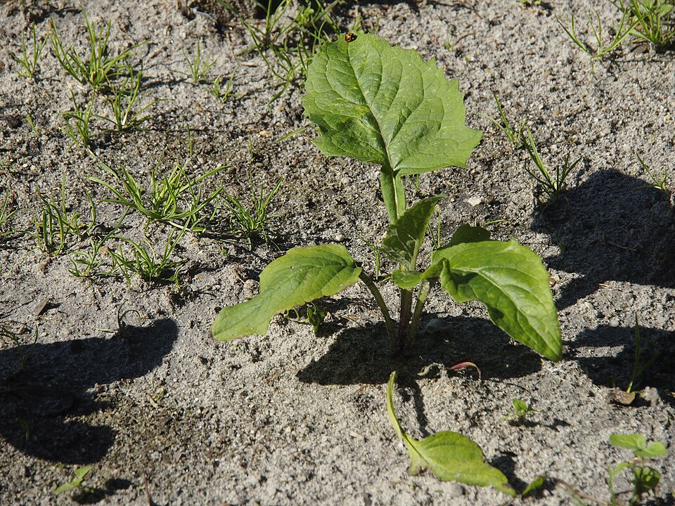 Silphium perfoliatum (cup plant)